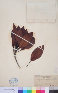 Specimen thumbnail